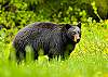 Black and Brown bears are very common in the Whistler Area. I hope that you have a bear sighting, they are quite magnificent. They tend to mind their own business.