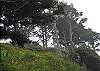 This picture was taken at the bottom of the beach trail, looking up to the surrounding forest above.