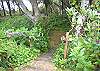Steps lead to a winding path through the woods down to the beach.