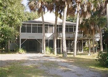 Palm Tree - Main Image
