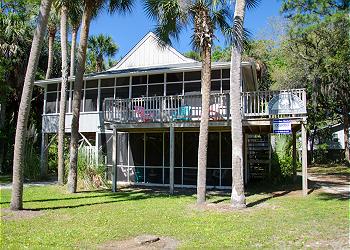 Palm Tree - Main Image
