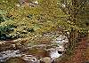 RIVER DREAM #466 Gatlinburg riverside cabin