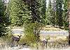 View

*Please note - Deer may not be present