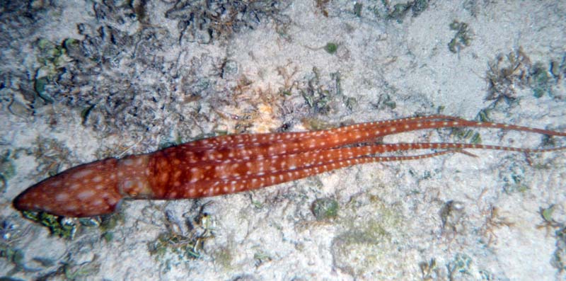 Octopus Half Moon Bay-Thumbnail