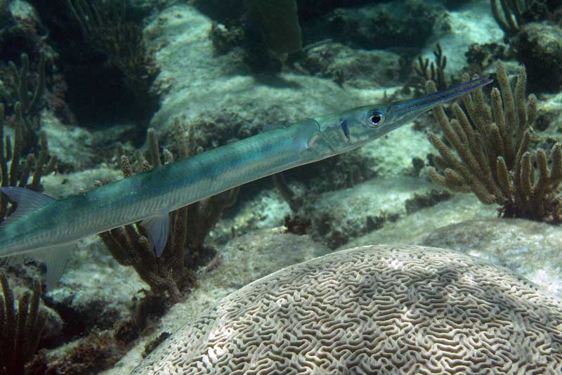 Needle Fish Photo by Chris F-Thumbnail