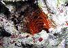 Sea life-Thumbnail