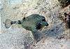 Trunkfish-Thumbnail