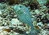 Trunkfish-Thumbnail