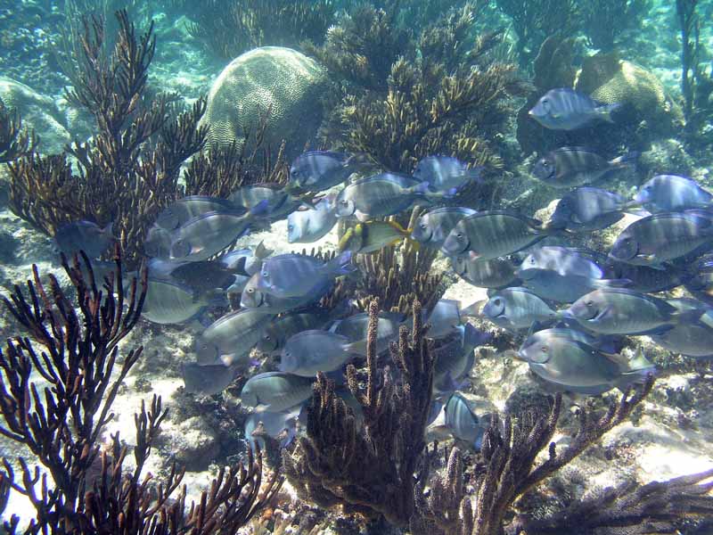Blue Tangs Half Moon Bay photo by Chris F-Thumbnail