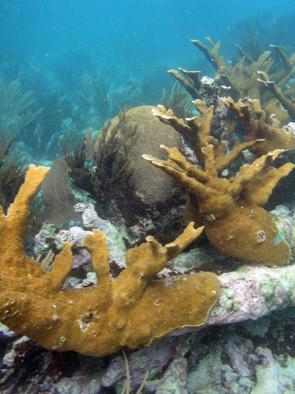 Half Moon Bay Reef-Thumbnail