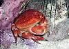 crab-Thumbnail