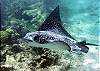 Spotted Eagle Ray-Thumbnail