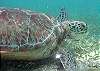 Green Turtle Grazing-Thumbnail