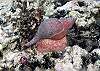 Snail Half Moon Bay-Thumbnail