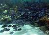 Blue Tangs-Thumbnail