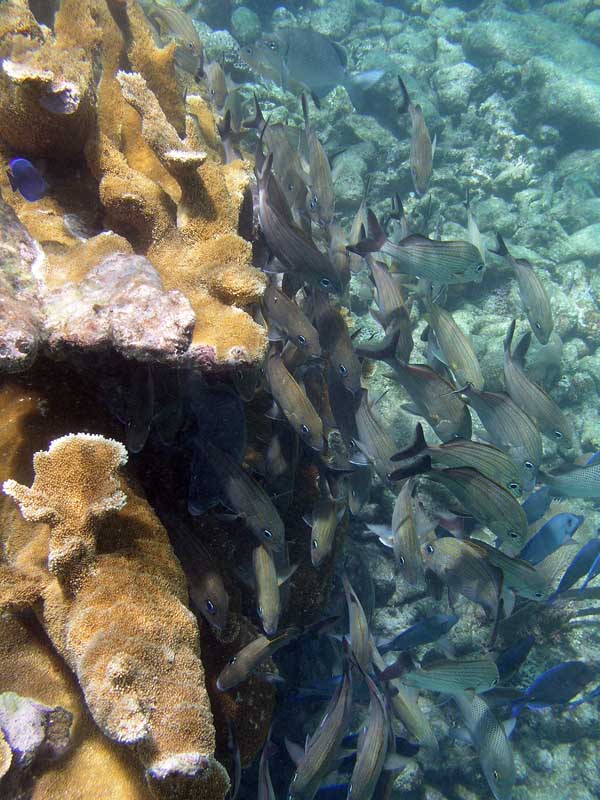 Reef fishes Half Moon Bay-Thumbnail