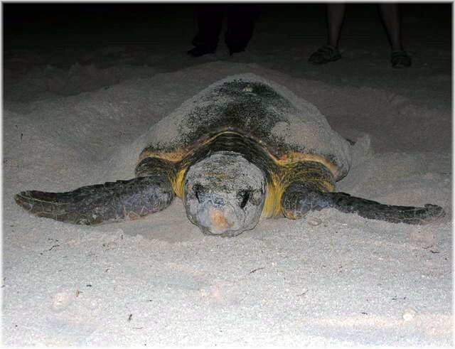 Green Sea Turtle-Thumbnail