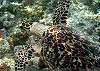 Loggerhead-Thumbnail