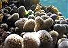 Soft Corals Photo by Chris F-Thumbnail