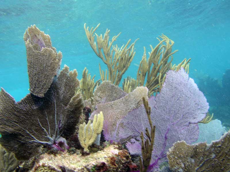 Sea Fans Half Moon Bay-Thumbnail