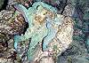Reef Fish Akumal Photo by Chris F-Thumbnail
