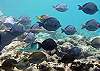 Blue Tangs Half Moon Bay-Thumbnail