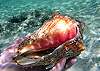 Conch-Thumbnail