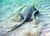 Stingray Half Moon Bay-Thumbnail