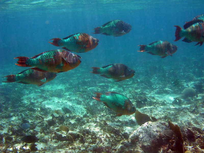 Parrot Fish-Thumbnail