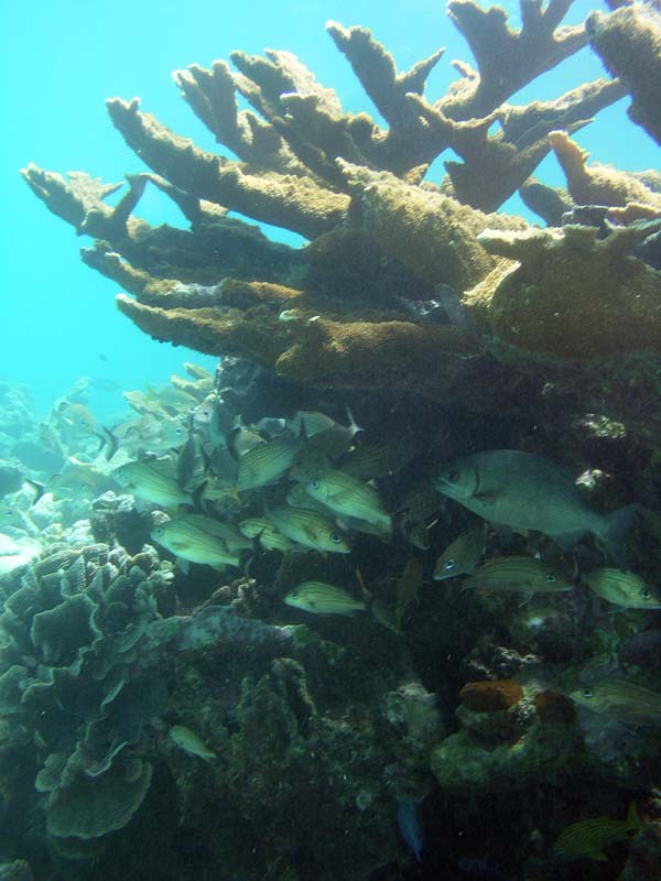 Reef Fish Half Moon Bay-Thumbnail