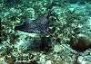 Spotted Eagle Ray Photo by Chris F-Thumbnail