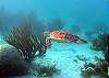 Green Turtle Half Moon Bay-Thumbnail