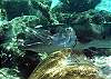 Barracuda-Thumbnail