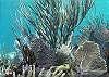 Soft Corals Photo by Chris F-Thumbnail