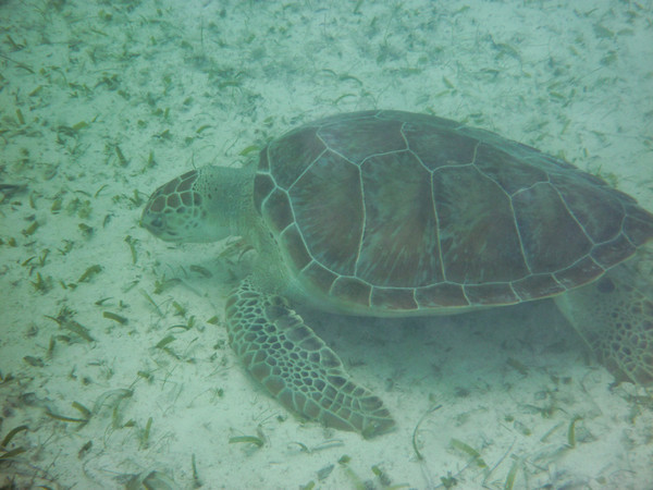 Green Turtle-Thumbnail