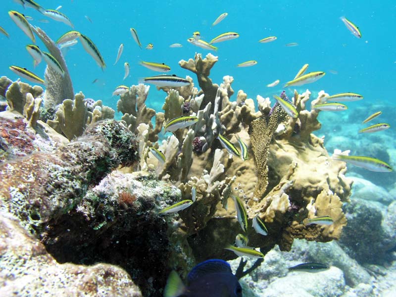Reef Fish Akumal Photo by Chris F-Thumbnail