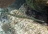pipefish-Thumbnail