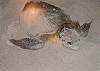 Green Sea Turtle-Thumbnail
