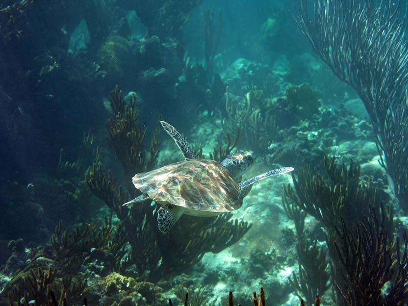 Green Turtle Half Moon Bay-Thumbnail