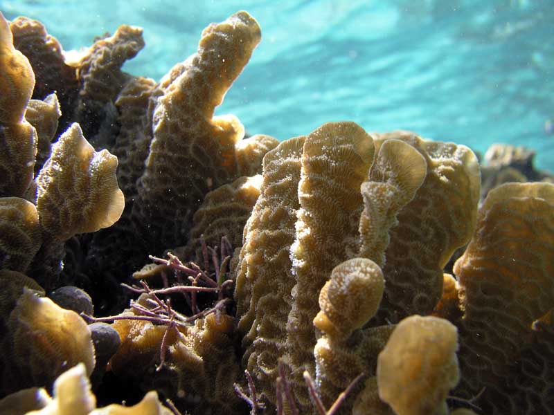 Soft Coral Half Moon Bay-Thumbnail