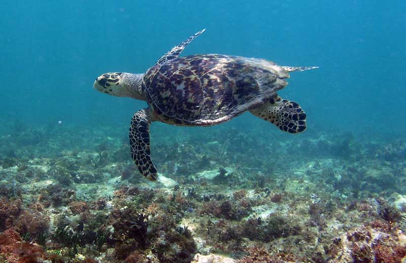 Loggerhead Half Moon Bay Akumal-Thumbnail