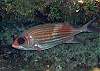 Squirell fish photo by Chris F-Thumbnail