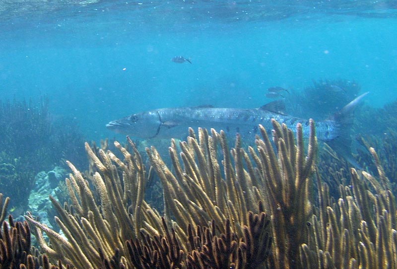 Barracuda - Photo by Chris F-Thumbnail