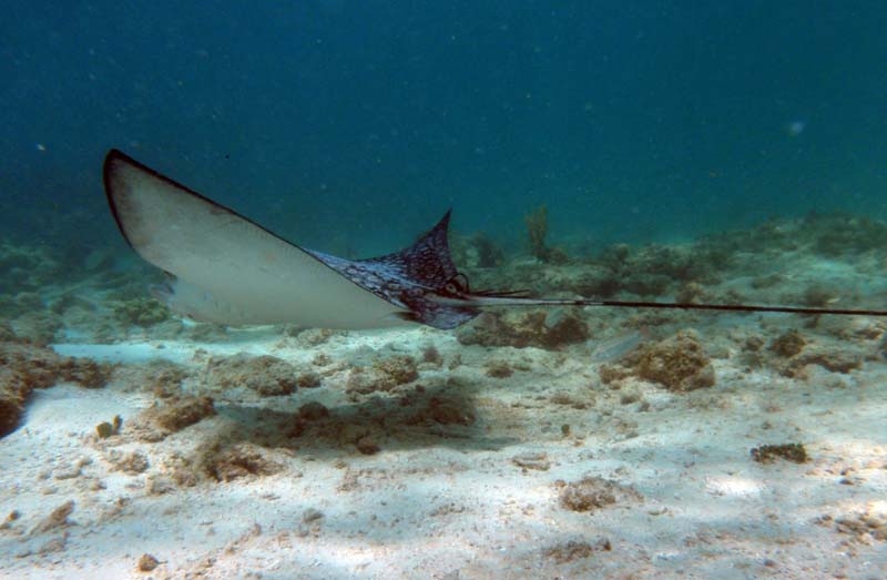 Spotted Eagle Ray Yal Ku photo by Chris F-Thumbnail