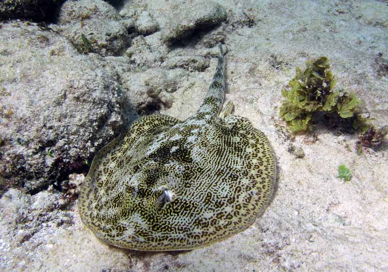 Stingray-Thumbnail
