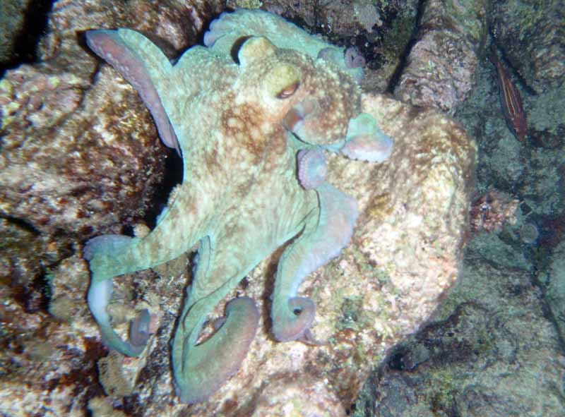 Reef Fish Akumal Photo by Chris F-Thumbnail