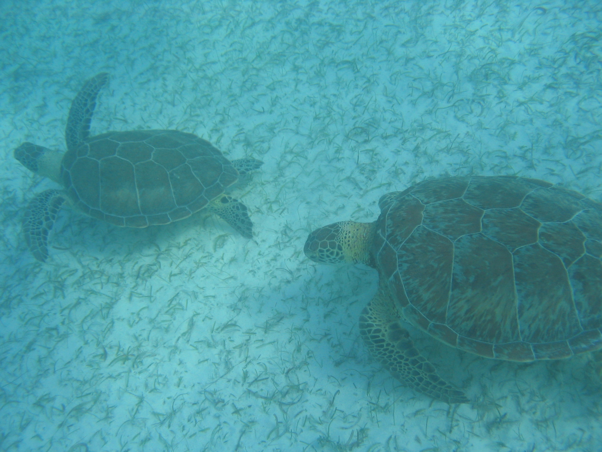 Akumal Green Sea Turtles-Thumbnail