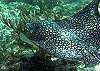 Eagle Ray-Thumbnail
