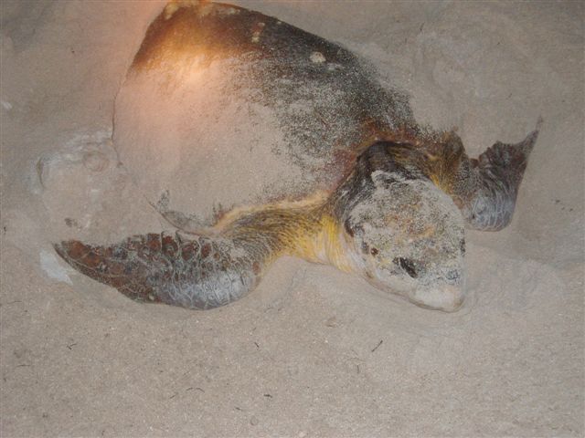 Green Sea Turtle-Thumbnail