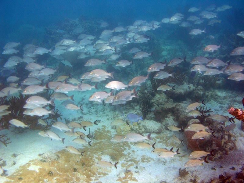Half Moon Bay Fishes-Thumbnail